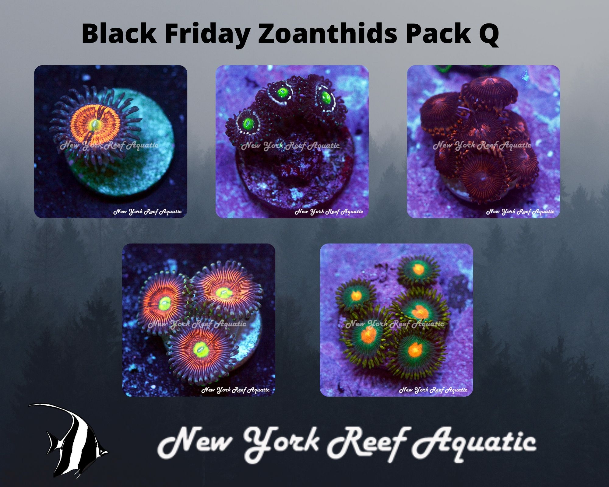 Zoanthids Pack Q.jpg