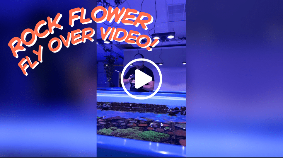 Rock Flower Fly Over Video!.png
