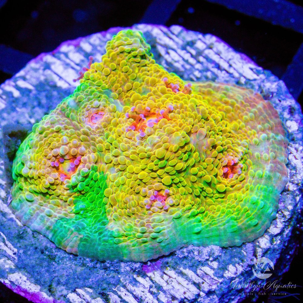 CoralAuction41_7e3a5274-8763-4459-99f5-621183f07933.jpg CoralAuction41_7e3a5274-8763-4459-99f5-621183f07933.jpg