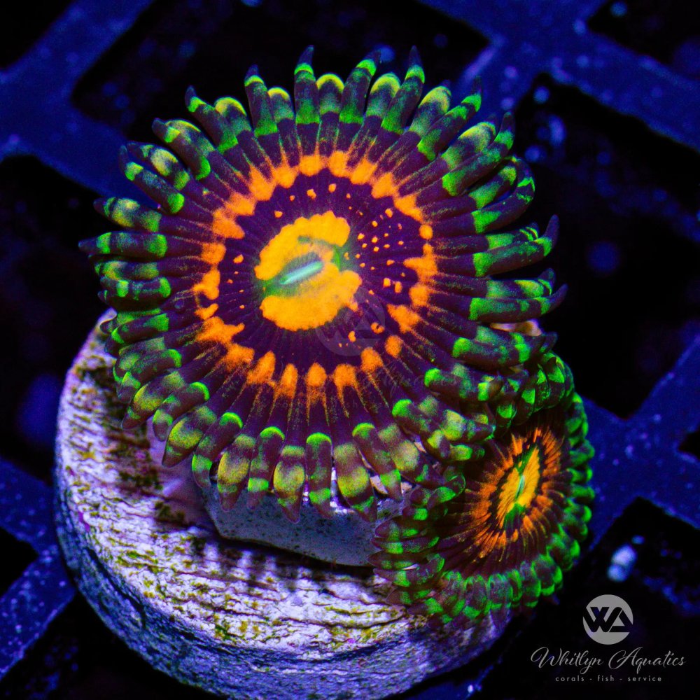 CoralAuction37_1bf97af6-bb8d-47b4-8e32-66e4ea891741.jpg