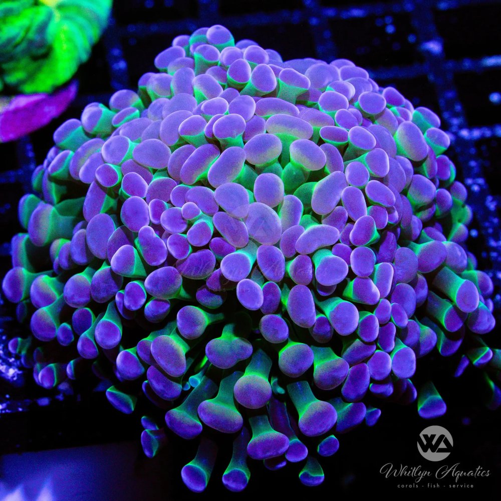 CoralAuction_1ba0ed39-3b44-4226-96b8-595590bf0673.jpg CoralAuction_1ba0ed39-3b44-4226-96b8-595590bf0673.jpg