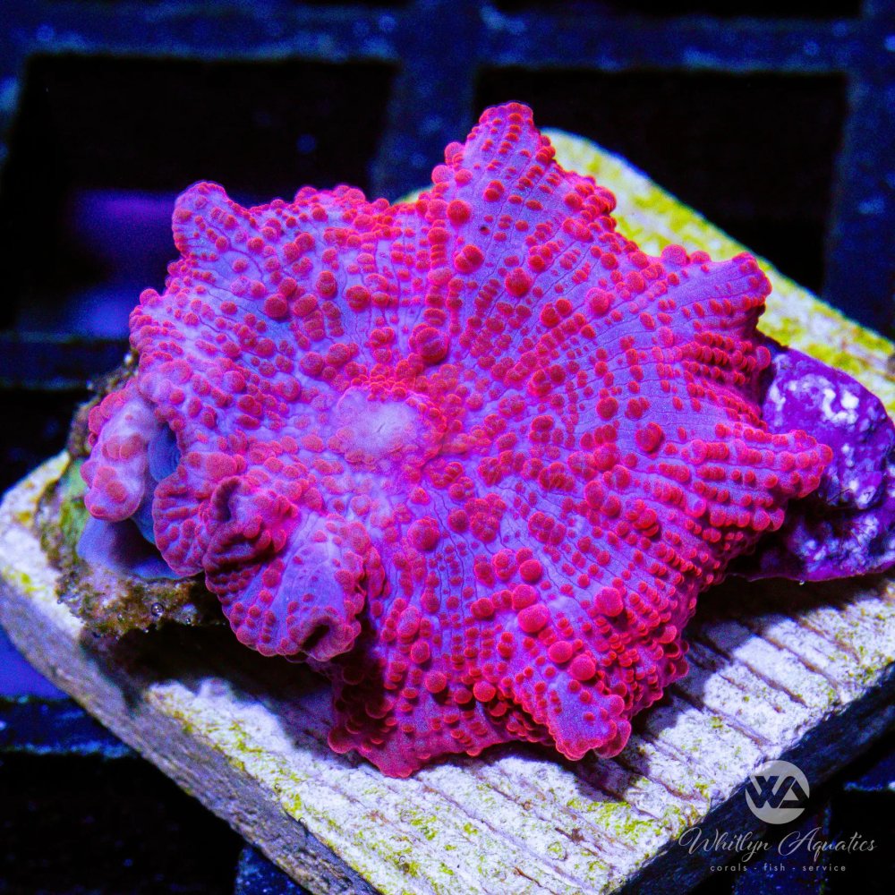CoralAuction31_368fd473-8f98-4333-bc88-6303bd8e2307.jpg