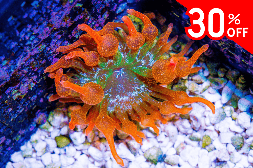 Untitled design(163).png