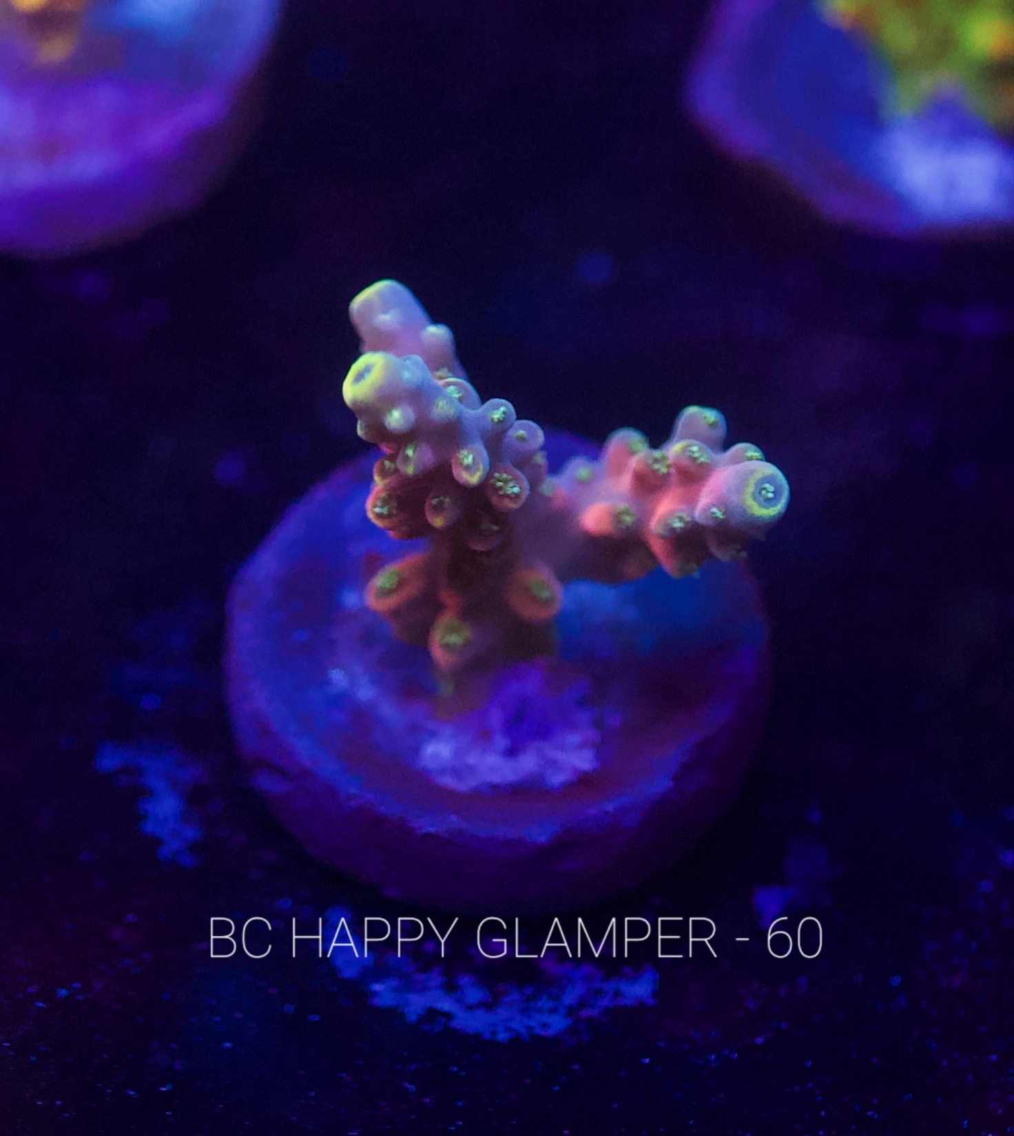 IMG_7321.jpeg