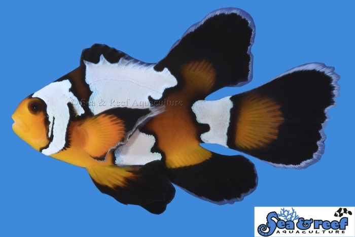 s&r_longfin_-black_ice_clownfish.jpg s&r_longfin_-black_ice_clownfish.jpg
