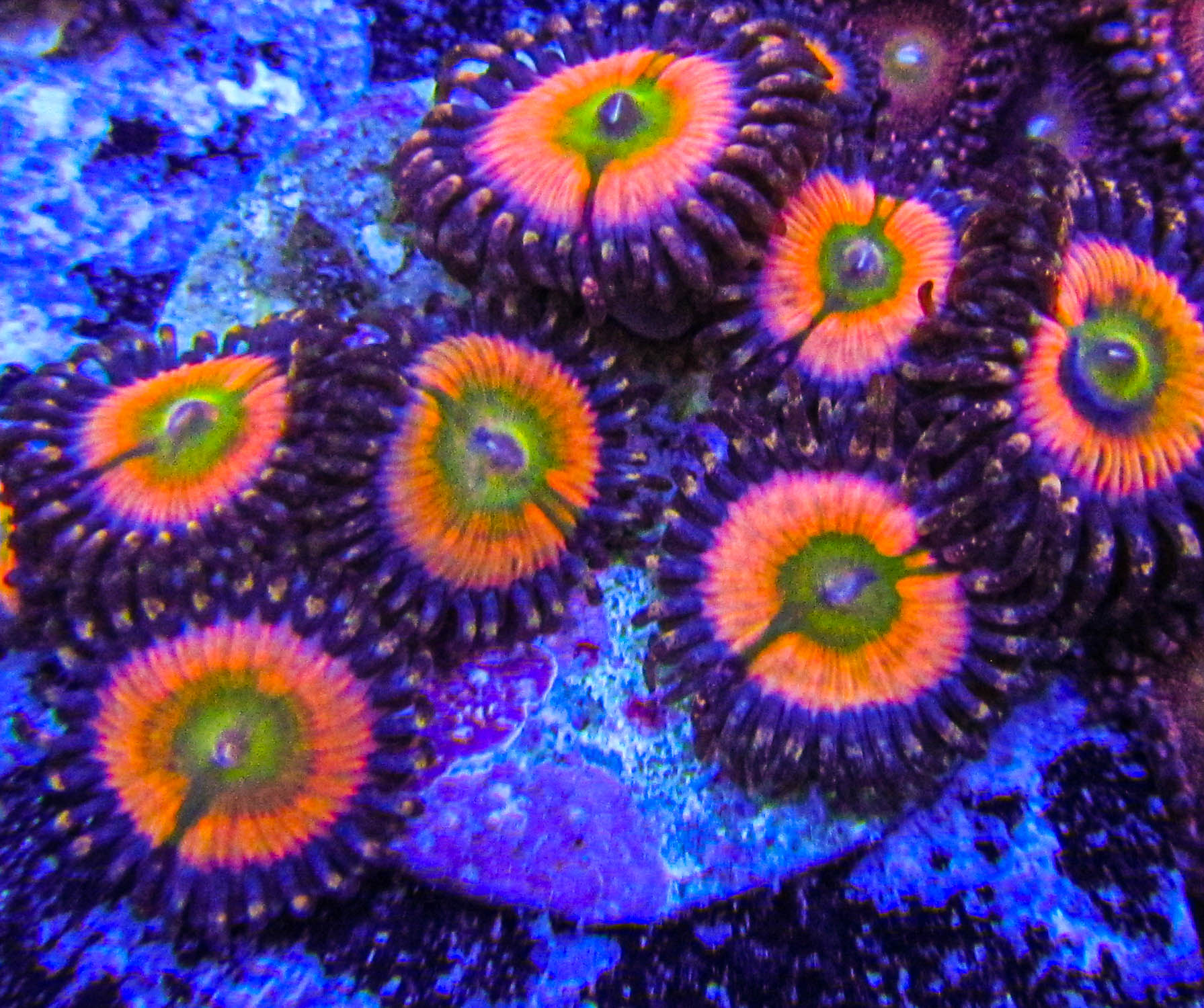 Ultra Zoa-119.JPG