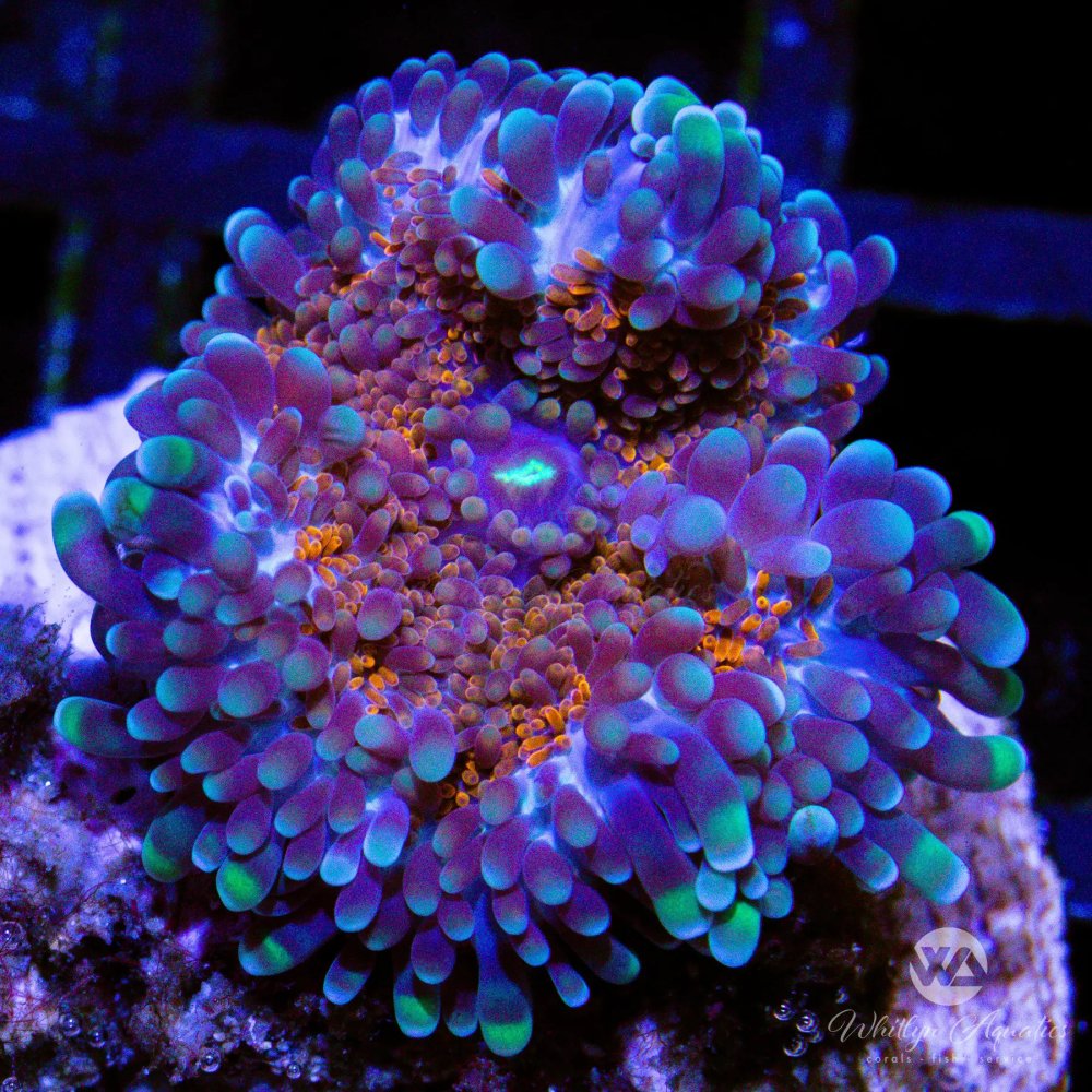 CoralAuction49_ddce2a66-6d01-470c-8380-6f97057e0c15.jpg