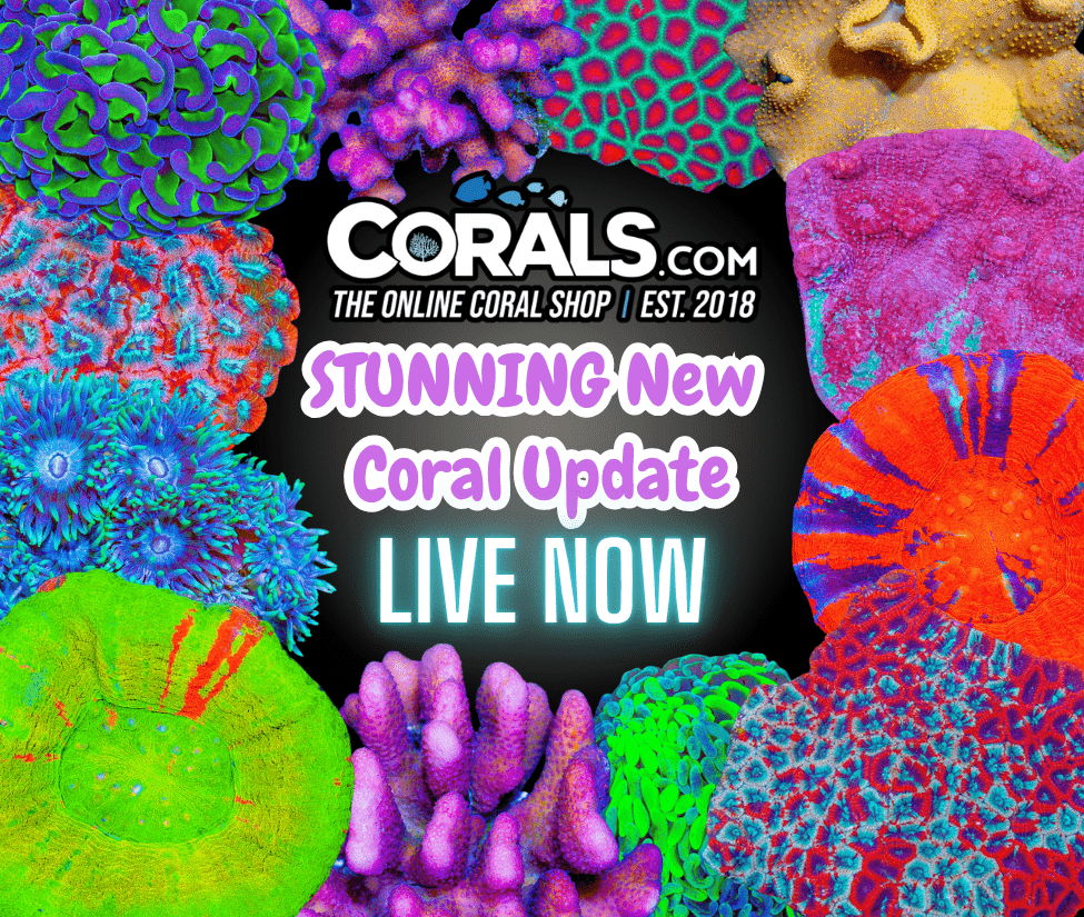 new coral(28).png