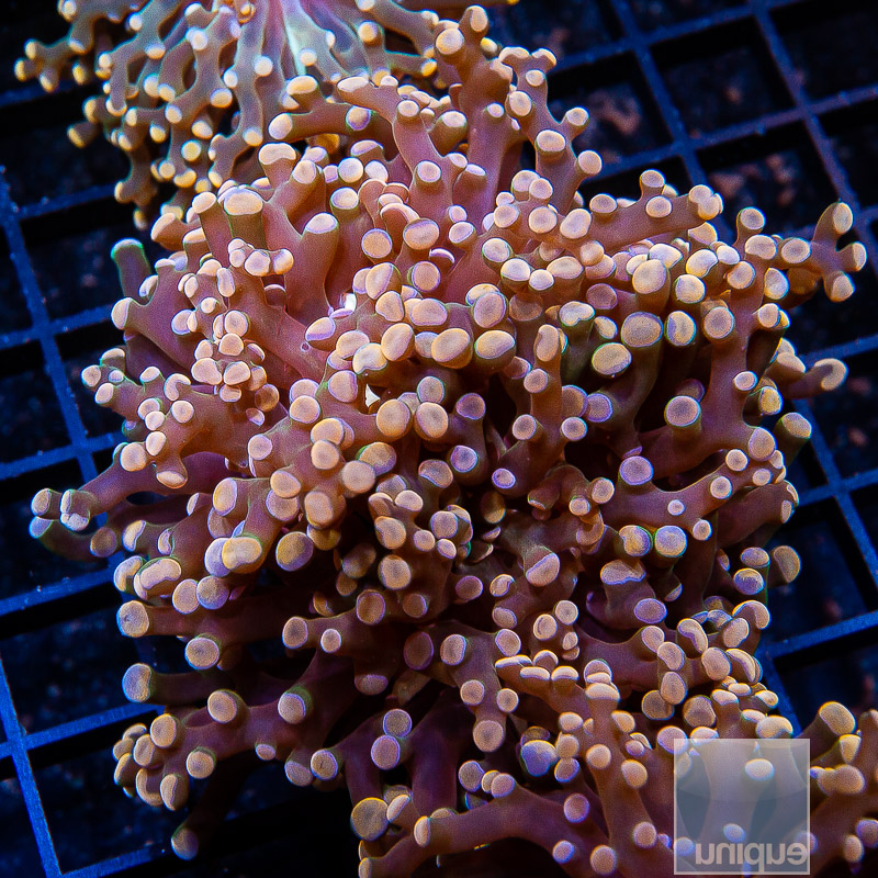 Crazy Frogspawn 199 120.JPG