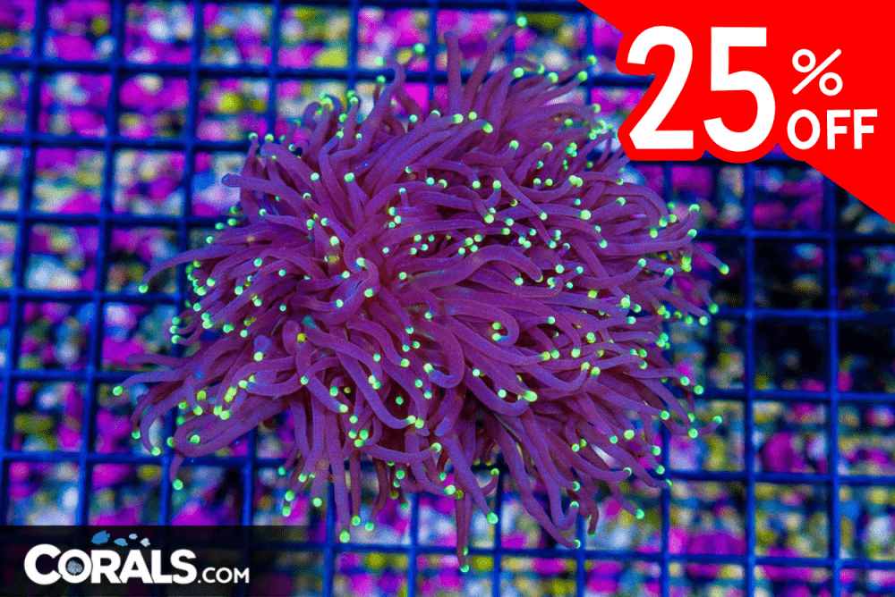 Untitled design(65).png