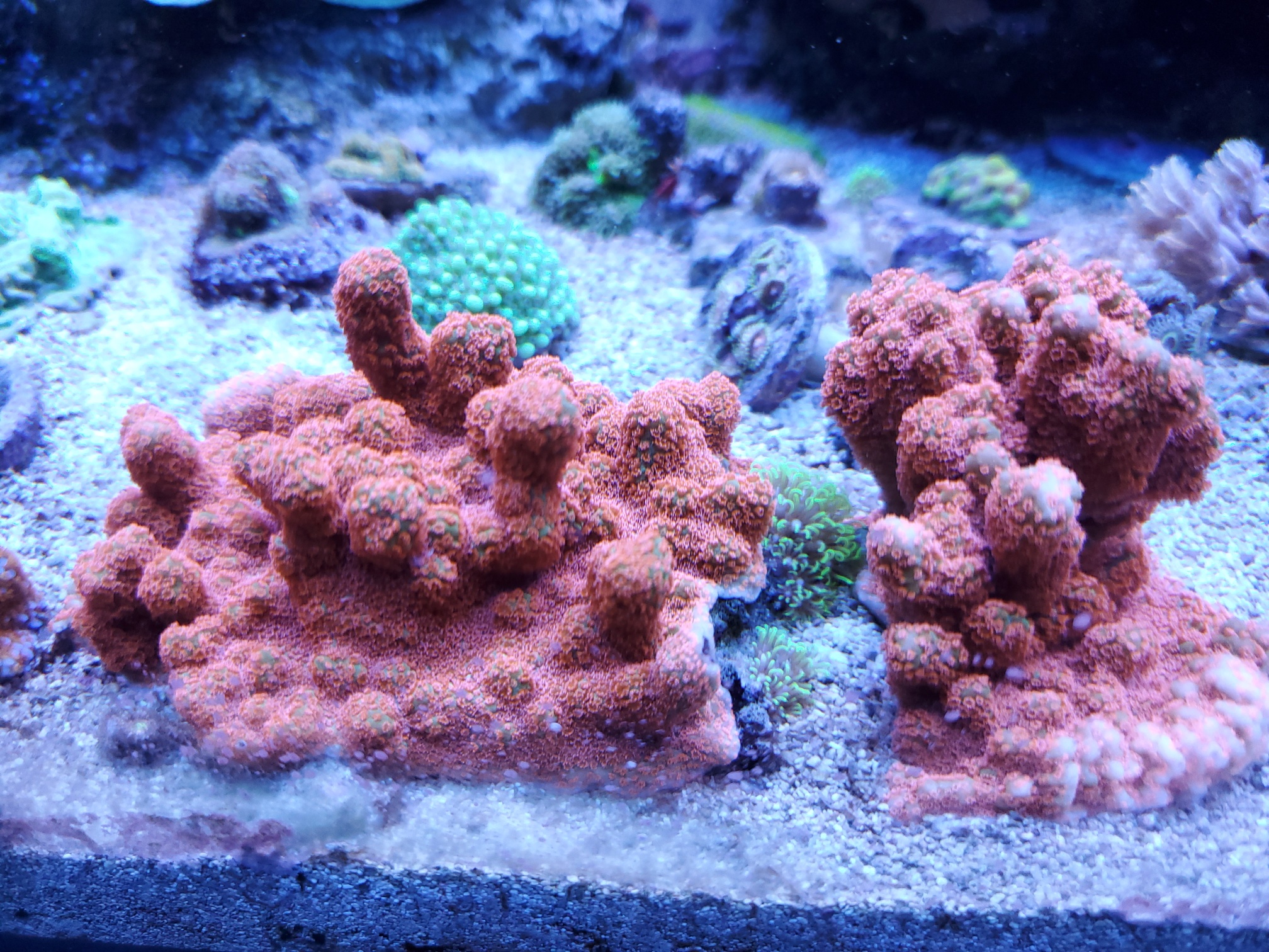 20210219_171446_branching_7_heavens_montipora_for_sale.jpg