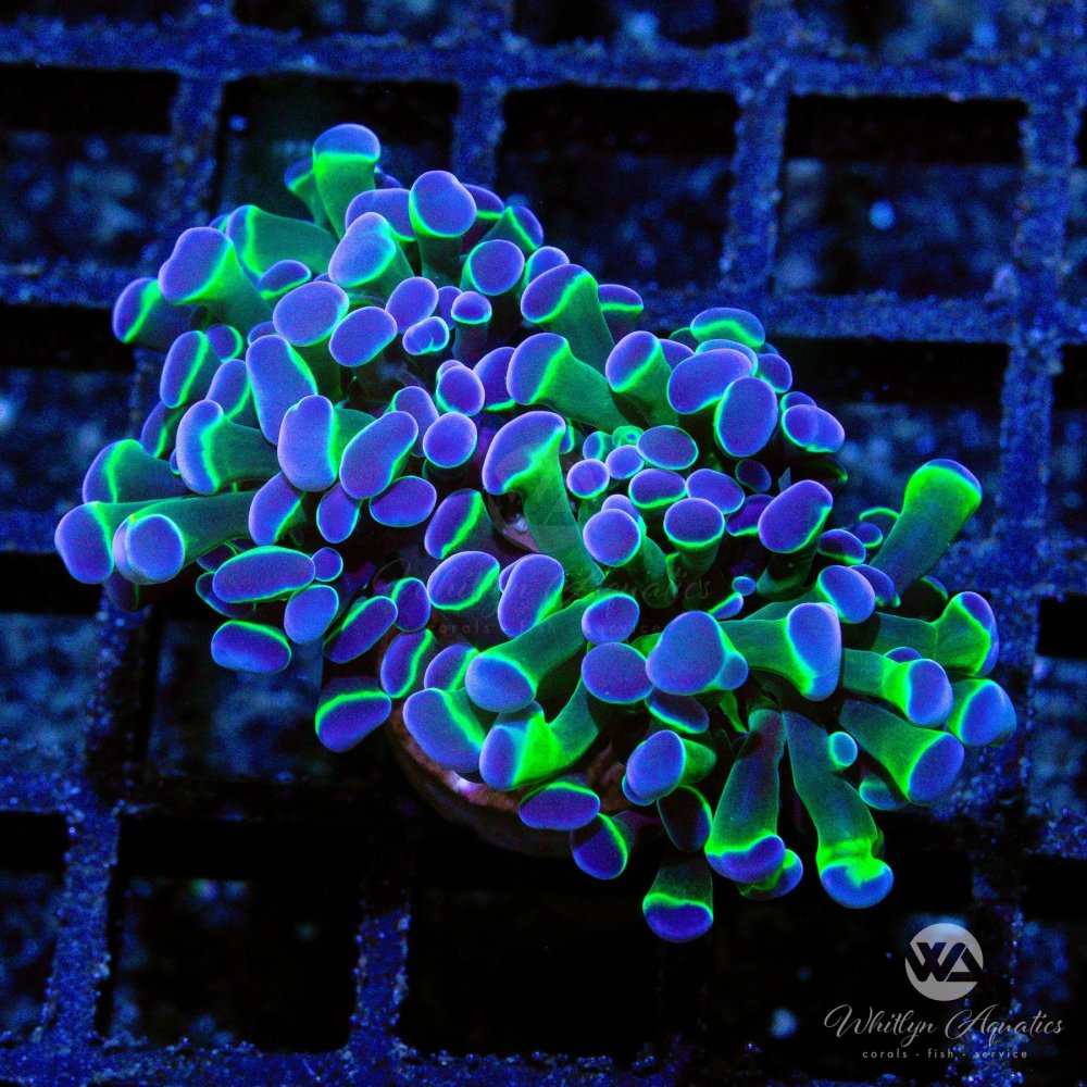 CoralAuction43_df1c21e9-5ad6-4a54-981b-5eb20517abbe.jpg CoralAuction43_df1c21e9-5ad6-4a54-981b-5eb20517abbe.jpg