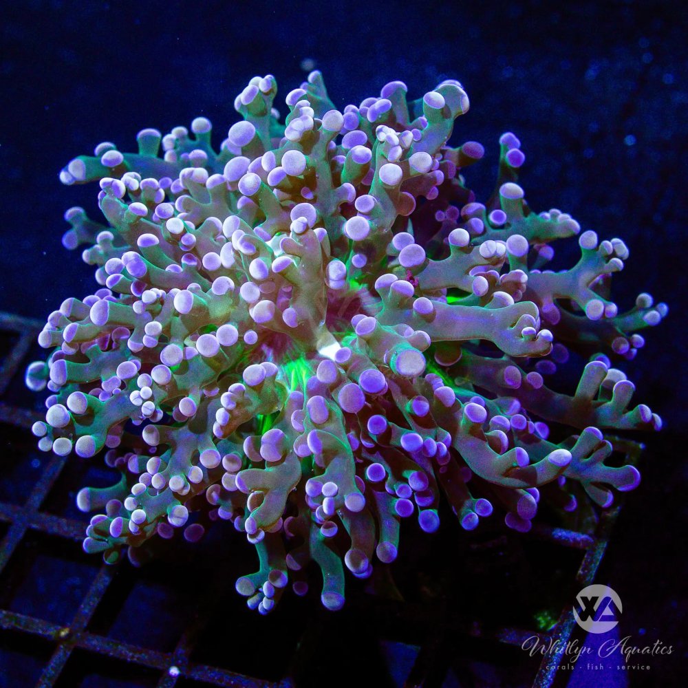 CoralAuction40_61c95af9-1d80-46e6-88c4-ba48434e221b.jpg
