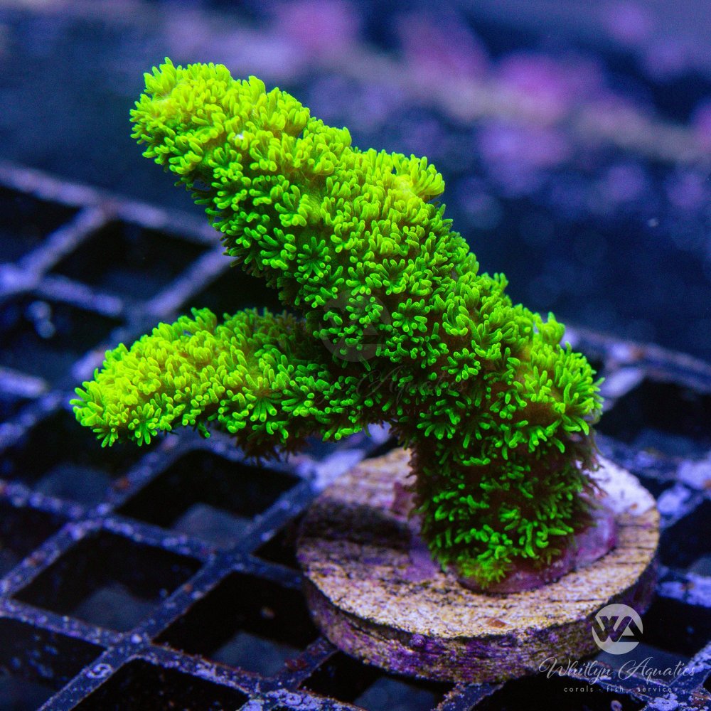 CoralAuction31_f4011256-f945-46d2-b9d2-a9918c3f6962.jpg CoralAuction31_f4011256-f945-46d2-b9d2-a9918c3f6962.jpg
