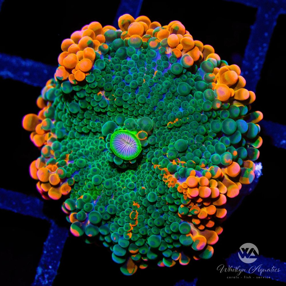 CoralAuction44_879f09cd-5f14-42ae-91fd-ca7da4018469.jpg CoralAuction44_879f09cd-5f14-42ae-91fd-ca7da4018469.jpg