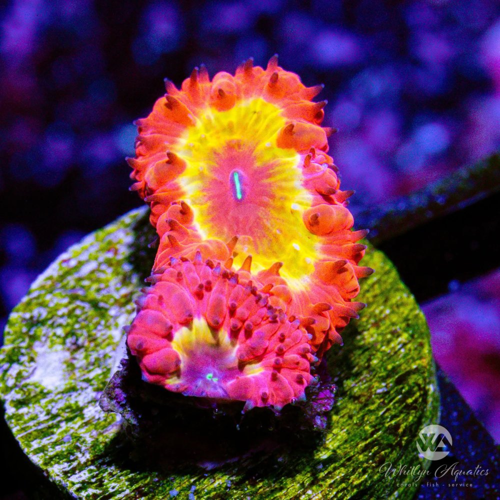 CoralAuction45_7763a538-6424-483b-bd5a-271cb339dcc9.jpg CoralAuction45_7763a538-6424-483b-bd5a-271cb339dcc9.jpg