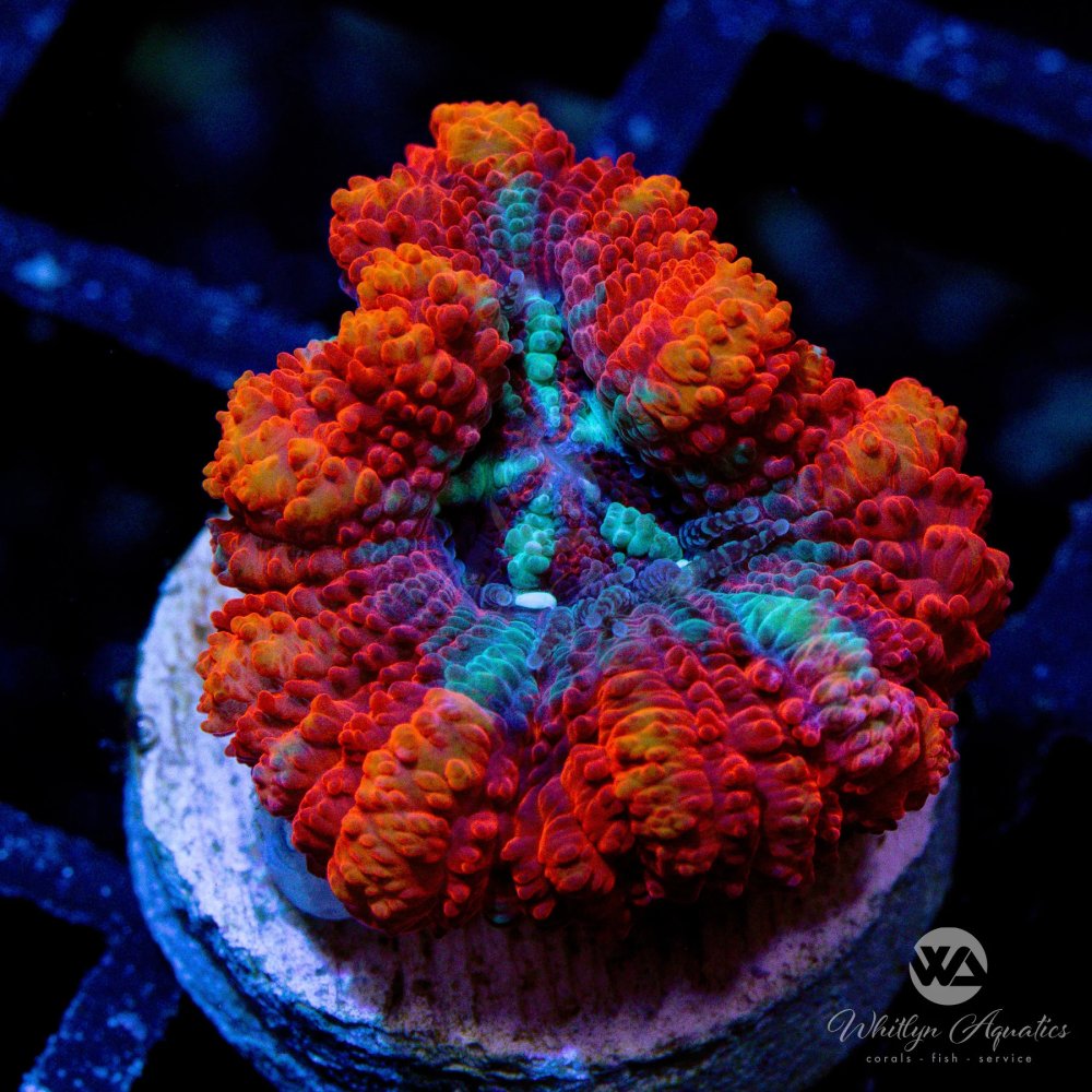 CoralAuction9_5d2abbbd-d751-4938-8411-86e68170aa87.jpg CoralAuction9_5d2abbbd-d751-4938-8411-86e68170aa87.jpg