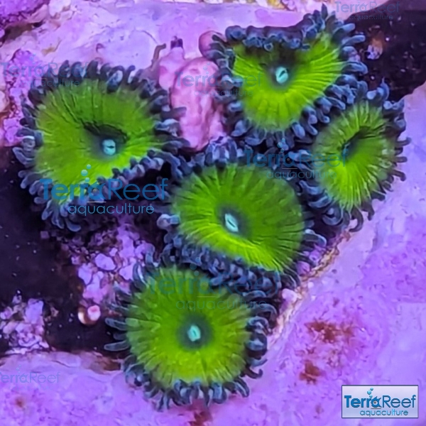 PXL_20240316_174954681.jpg-Nuclear-Green-Palythoa-zoomed.jpg PXL_20240316_174954681.jpg-Nuclear-Green-Palythoa-zoomed.jpg