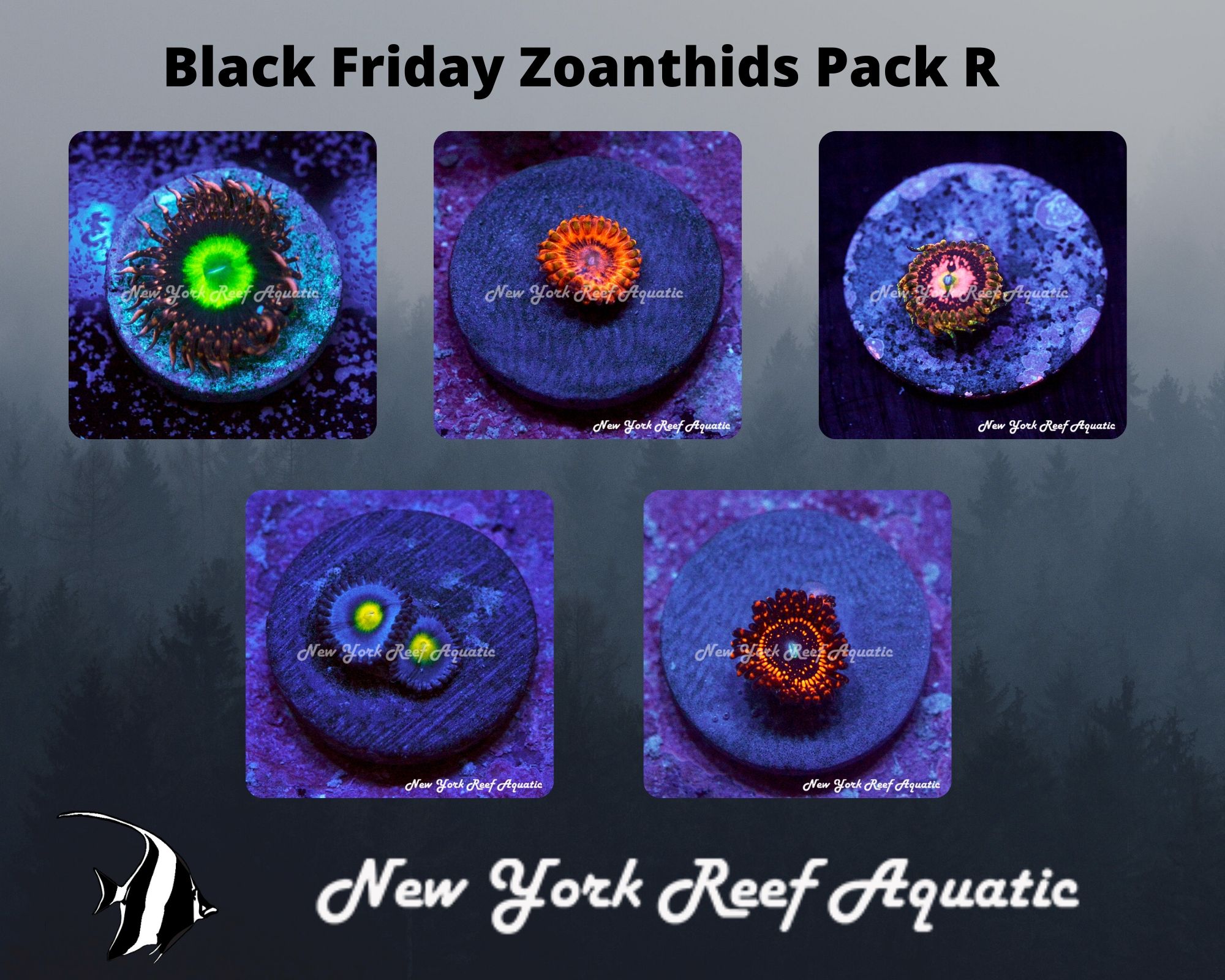 Zoanthids Pack R.jpg