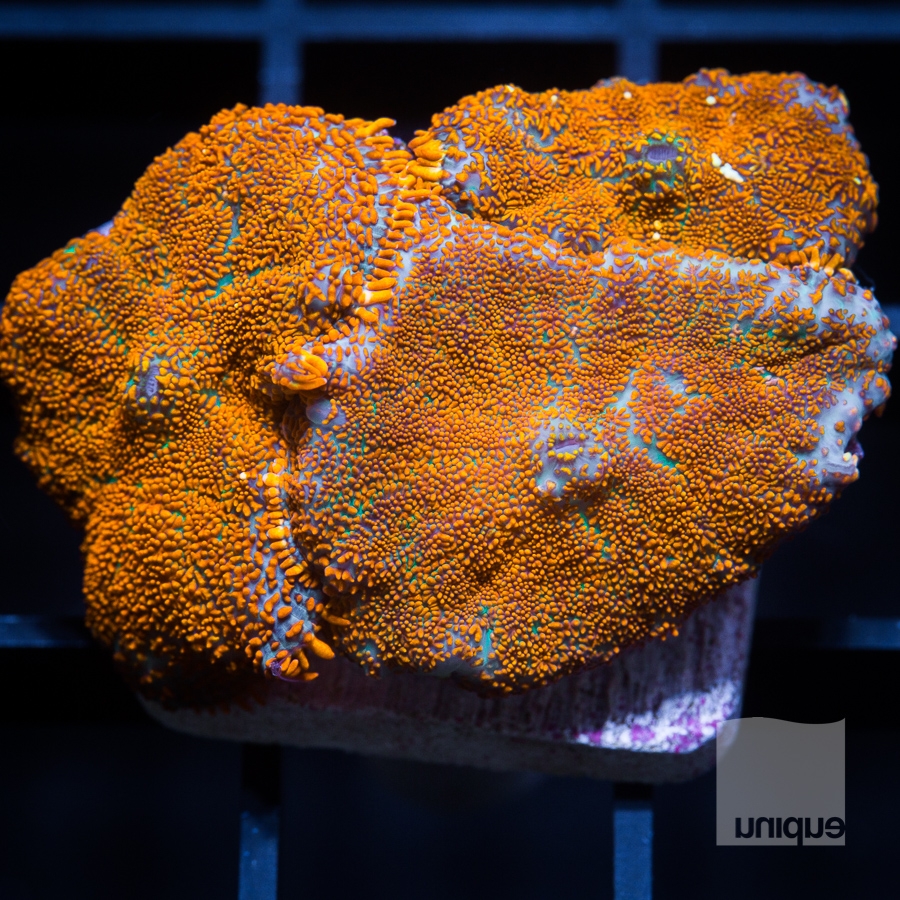 orange mushrooms 128 88.jpg