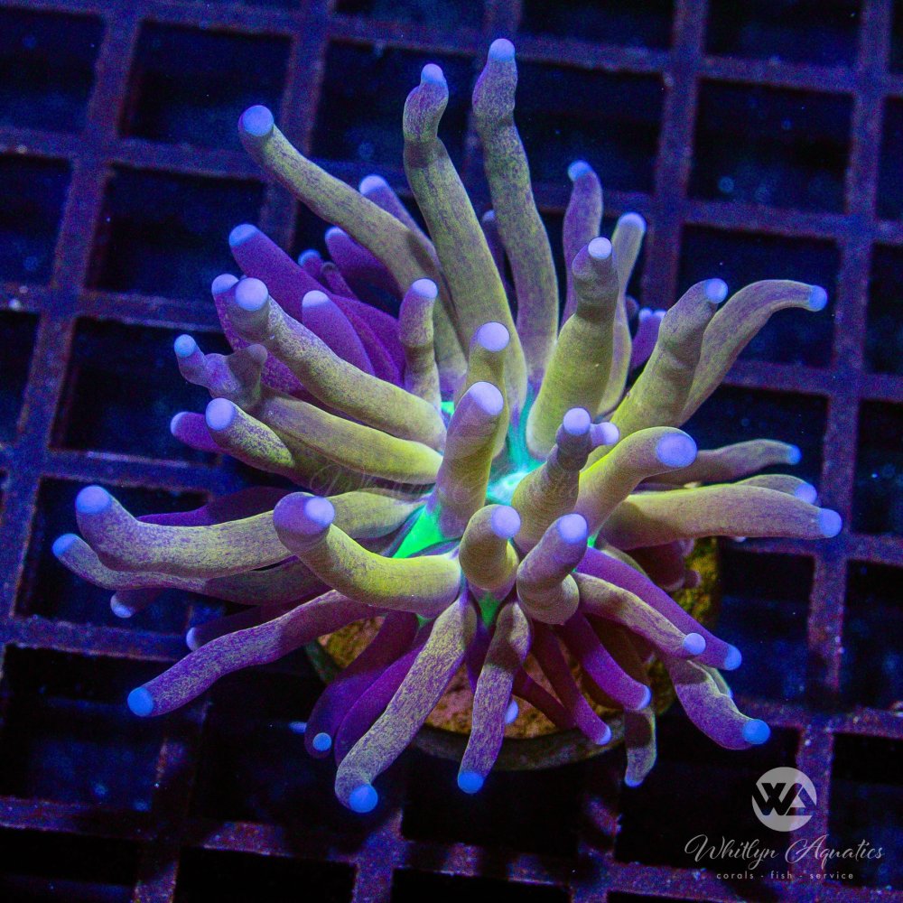 AuctionCoral2_eebc8386-deaa-4e97-93b3-afb4c79c48be.jpg AuctionCoral2_eebc8386-deaa-4e97-93b3-afb4c79c48be.jpg