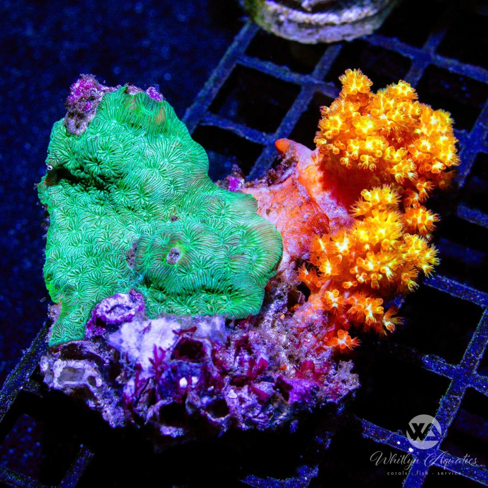 CoralAuction48_7b540dcb-9c7f-45e6-a0a1-d90f16180f29.jpg