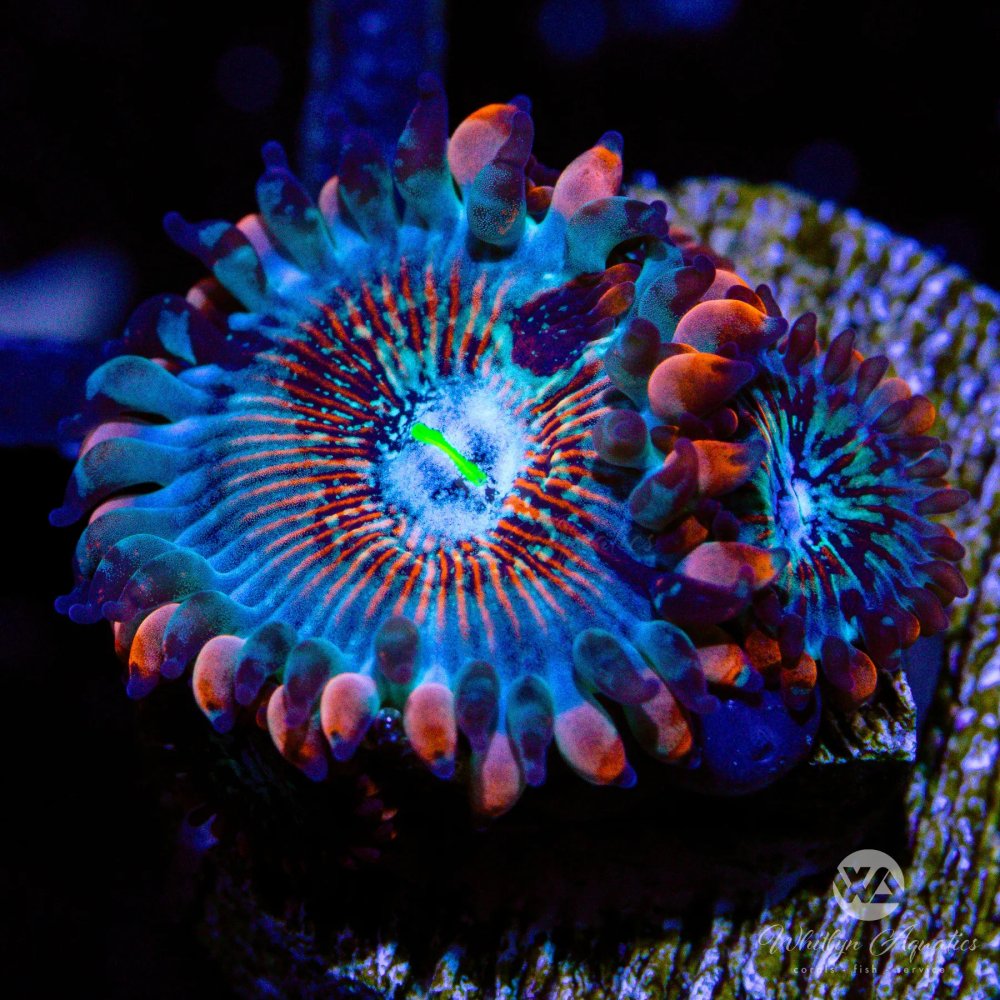 CoralAuction46_bcac9308-5806-4279-baa5-df4a88d81a16.jpg CoralAuction46_bcac9308-5806-4279-baa5-df4a88d81a16.jpg