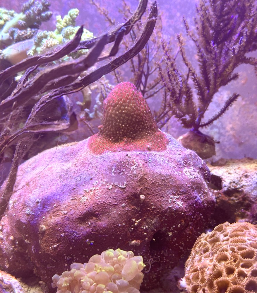 IMG_4605.jpeg IMG_4605.jpeg