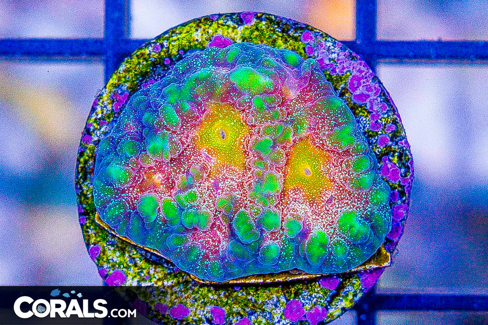 DSC06666.jpg DSC06666.jpg