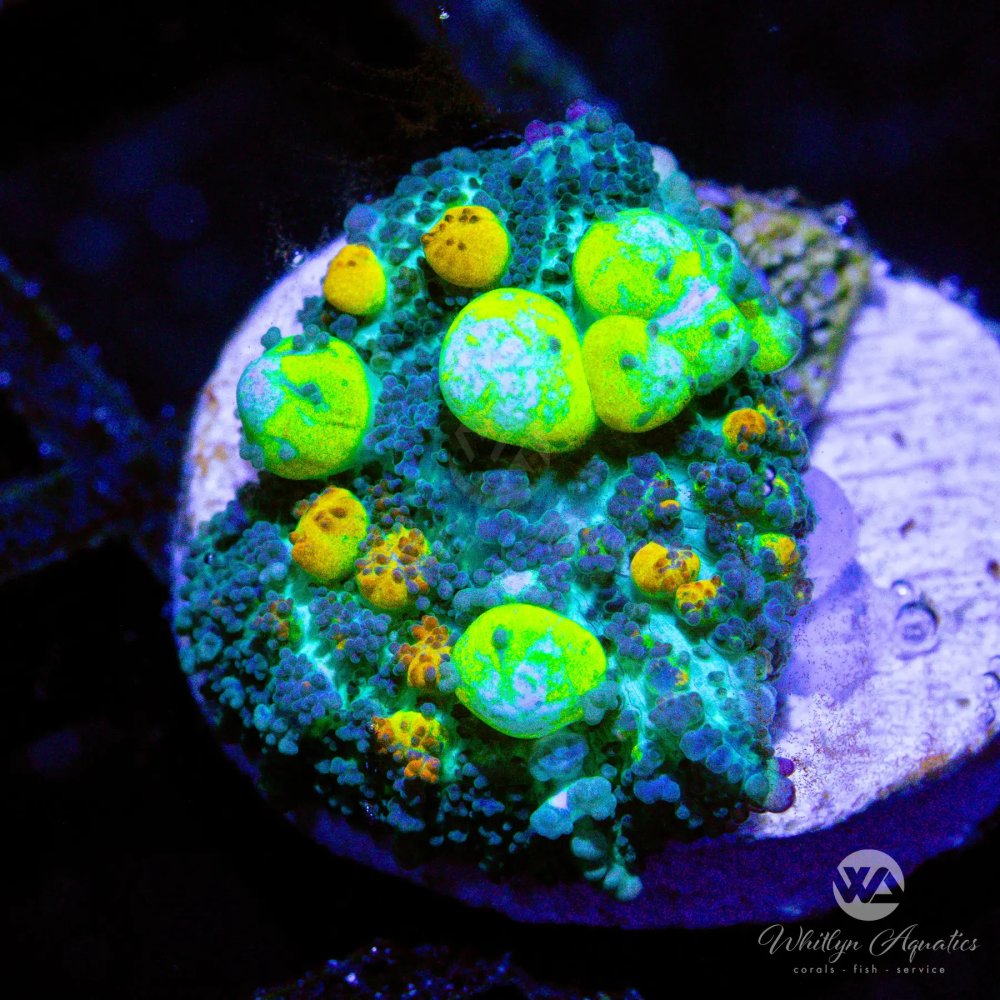 CoralAuction51_49de83d3-d001-4b91-93b2-ba068990aabf.jpg CoralAuction51_49de83d3-d001-4b91-93b2-ba068990aabf.jpg