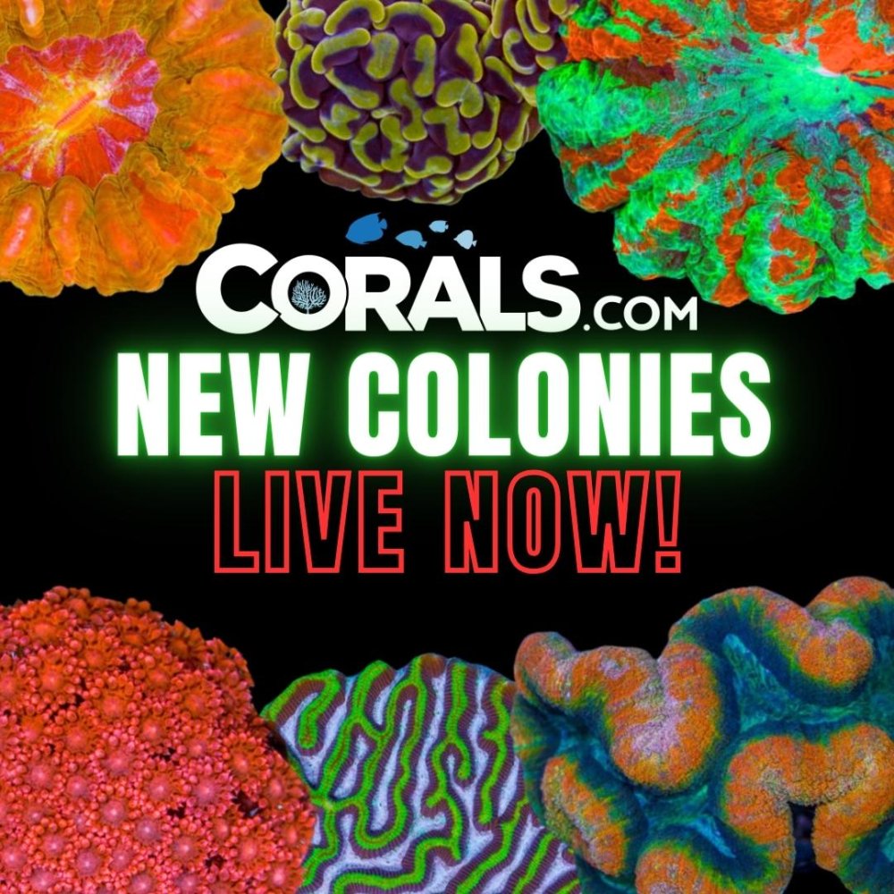 Copy of new corals.jpg