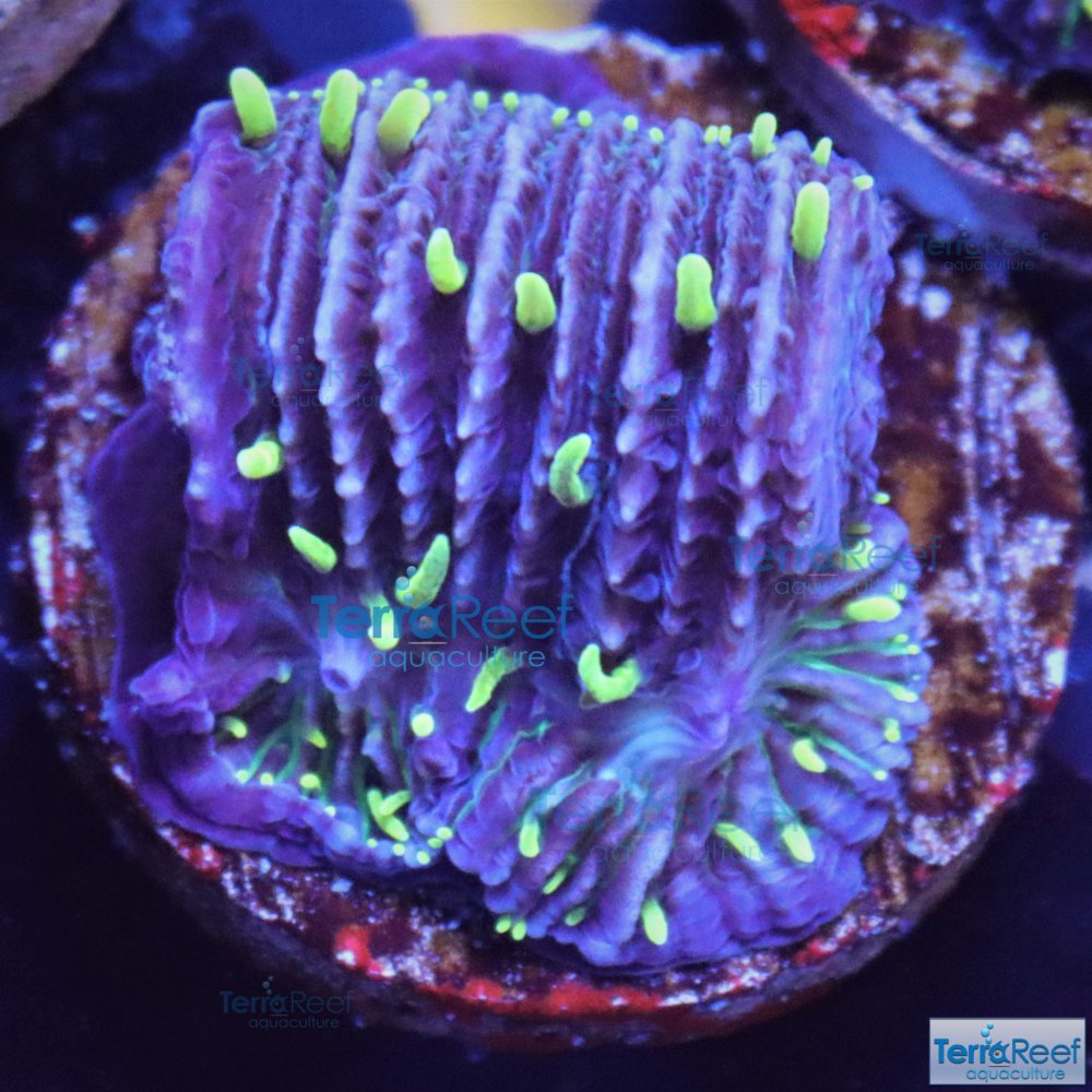 IMG_7986-ReefGen-Project-X- Fungid-Fungia.jpg IMG_7986-ReefGen-Project-X- Fungid-Fungia.jpg