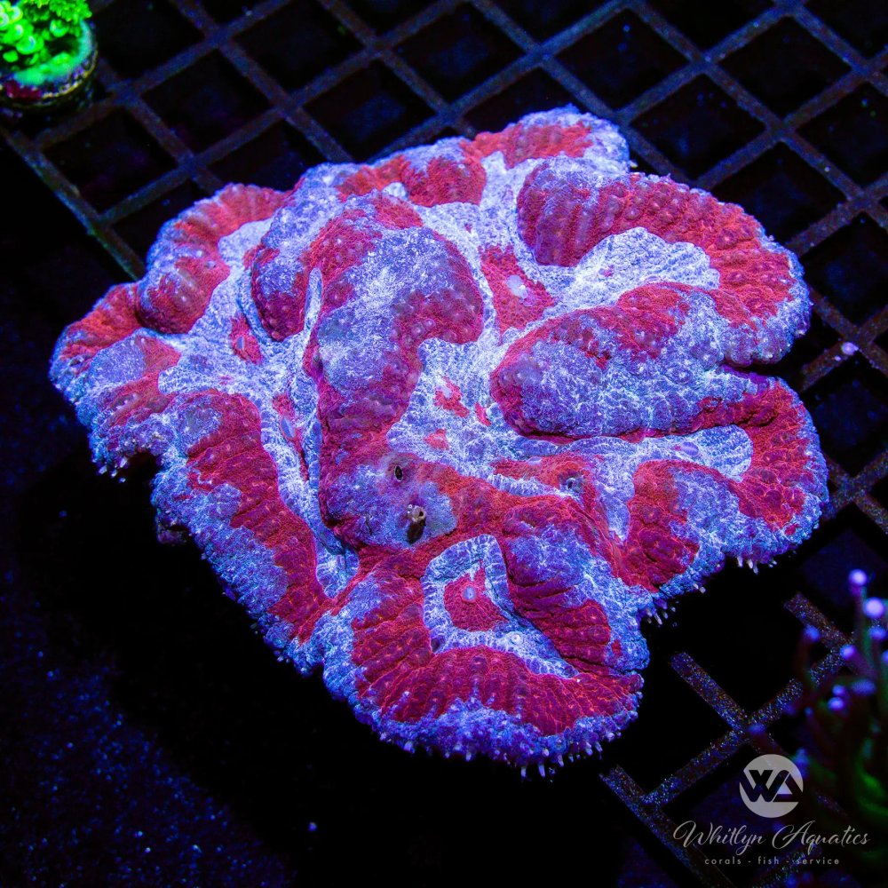 CoralAuction43_80a292e7-4512-4977-991a-da5fcb4fa278.jpg