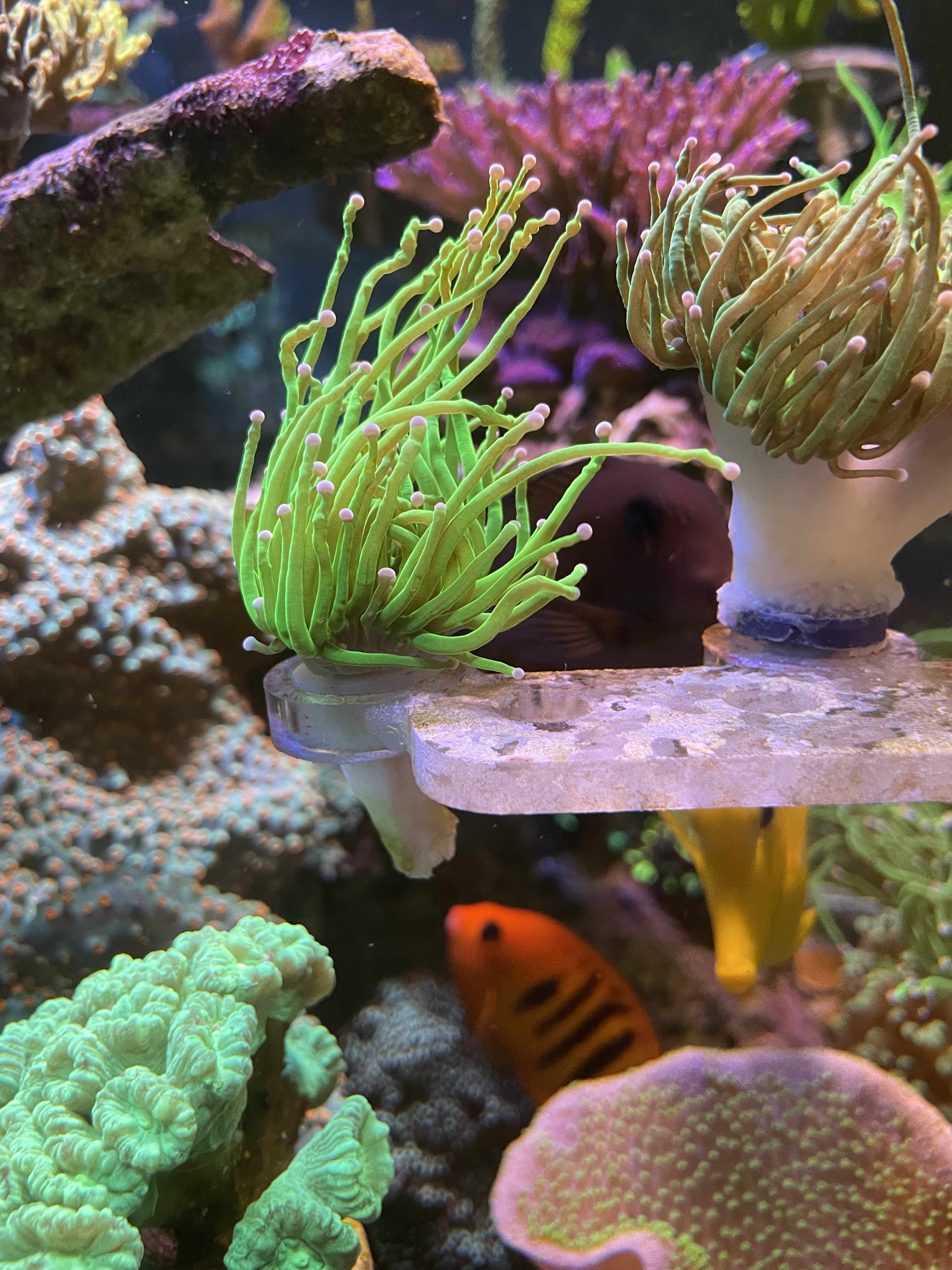 single head toxic green.jpg