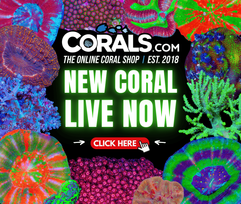 new coral(2).png