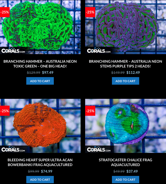 Screen Shot 2023-01-24 at 9.04.19 AM.png