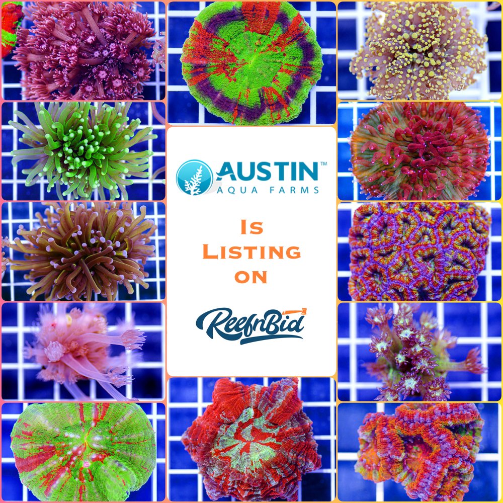 austin-aquafarm-reefnbid.jpg