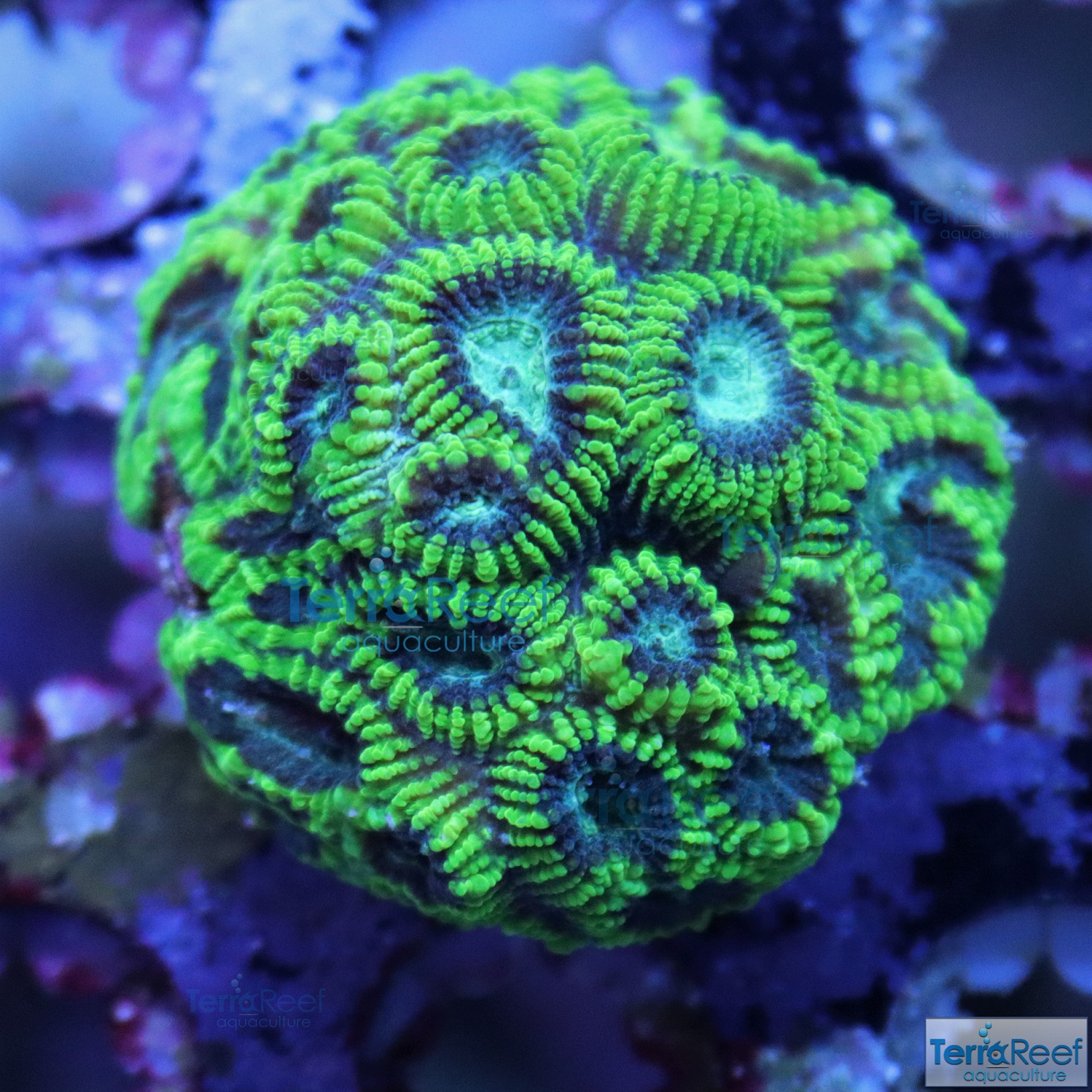IMG_3172-Green-Favia-Brain-Coral-Frag-Small.jpg
