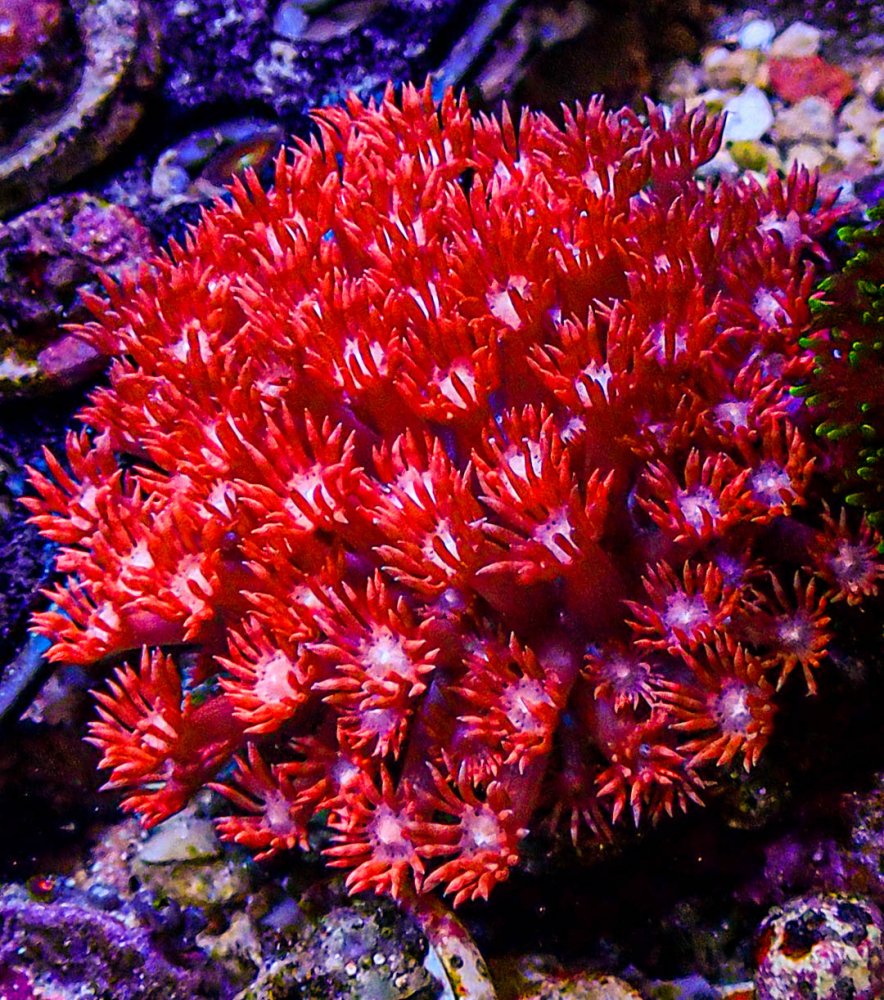 Hot pink gonipora colony -210.JPG