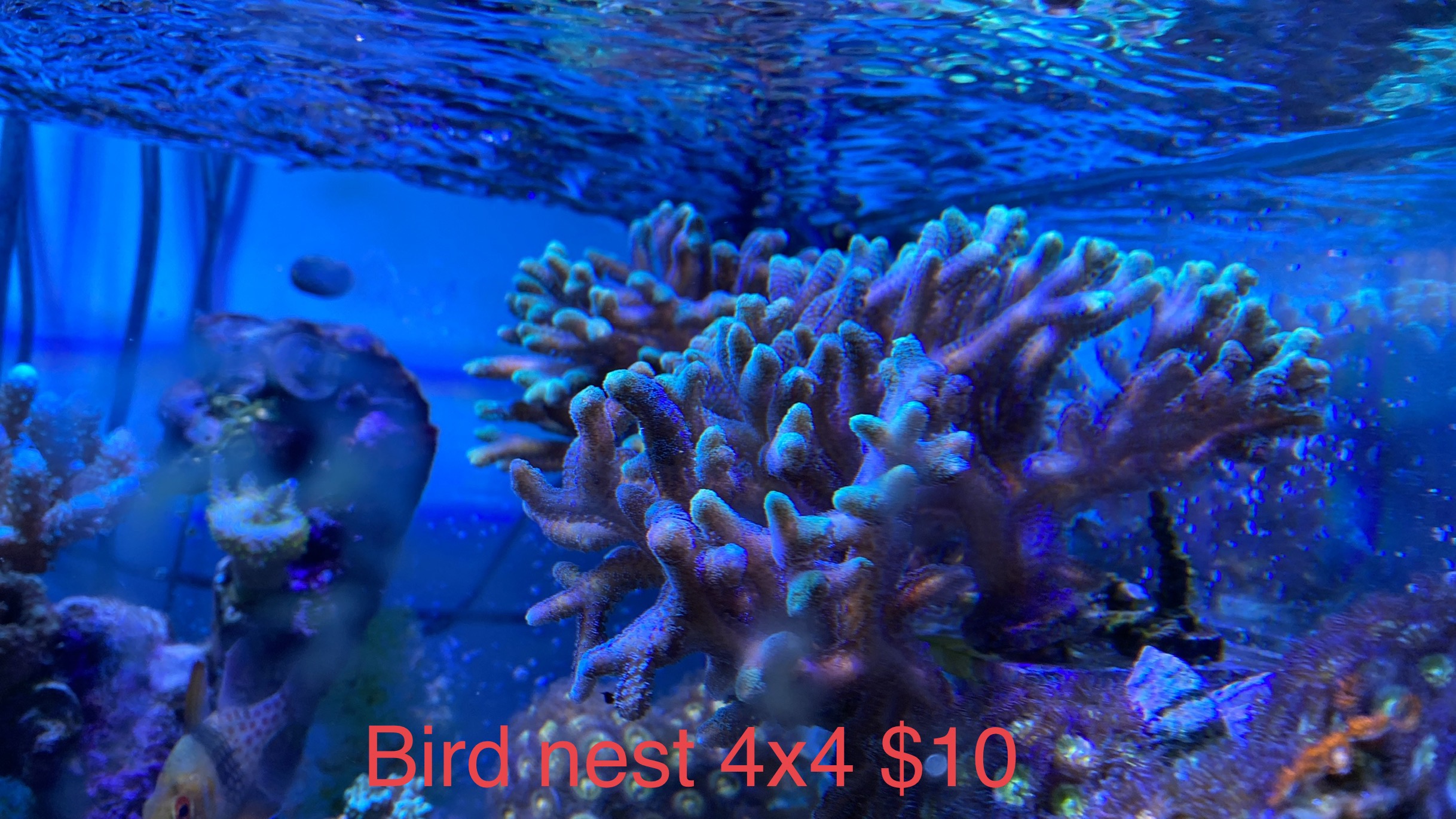 294F1374-A401-433C-BB2C-69F7099D6847.jpeg
