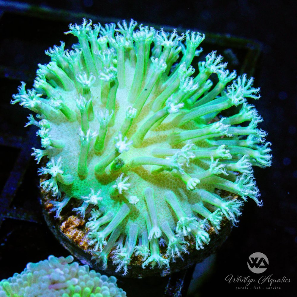 CoralAuction5_c730df19-dd4d-48d4-86ea-59249671ef04.jpg