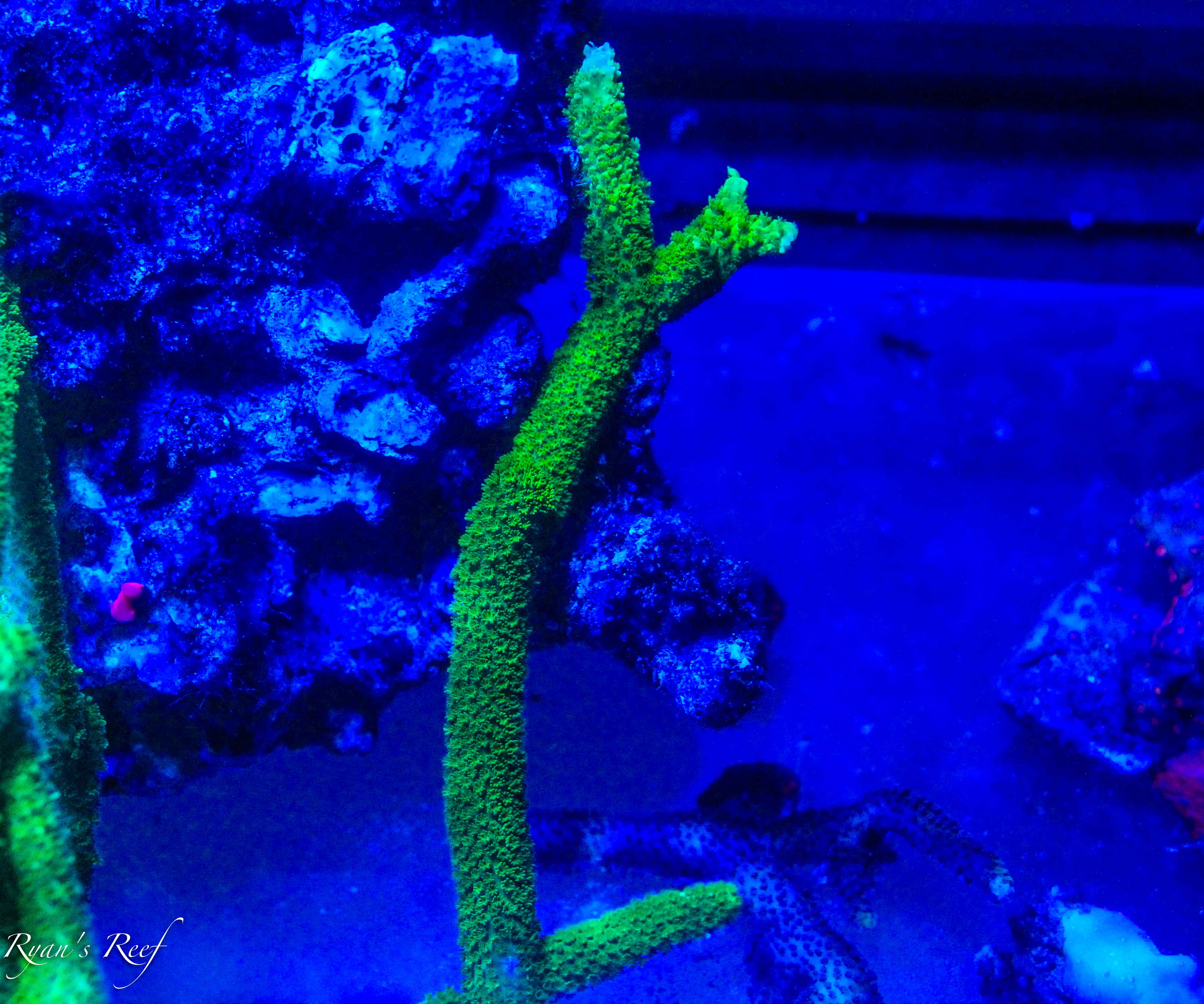 Bali Green Slimer Mini Colony.jpg