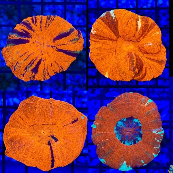 Untitled (600 × 600 px) (600 × 600 px) (600 × 600 px)(7).jpg