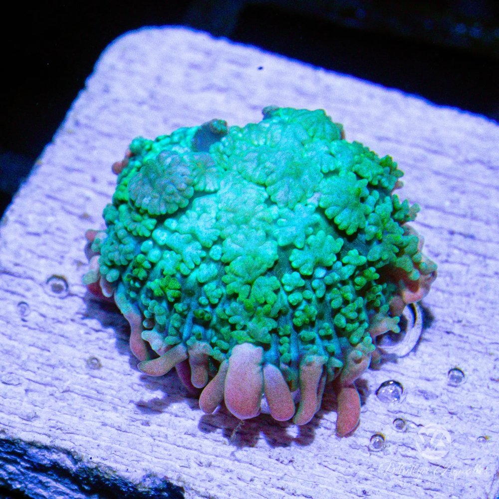 CoralAuction40_1ca4d9db-5ac2-4283-8ddd-7ec025cb1c6f.jpg CoralAuction40_1ca4d9db-5ac2-4283-8ddd-7ec025cb1c6f.jpg