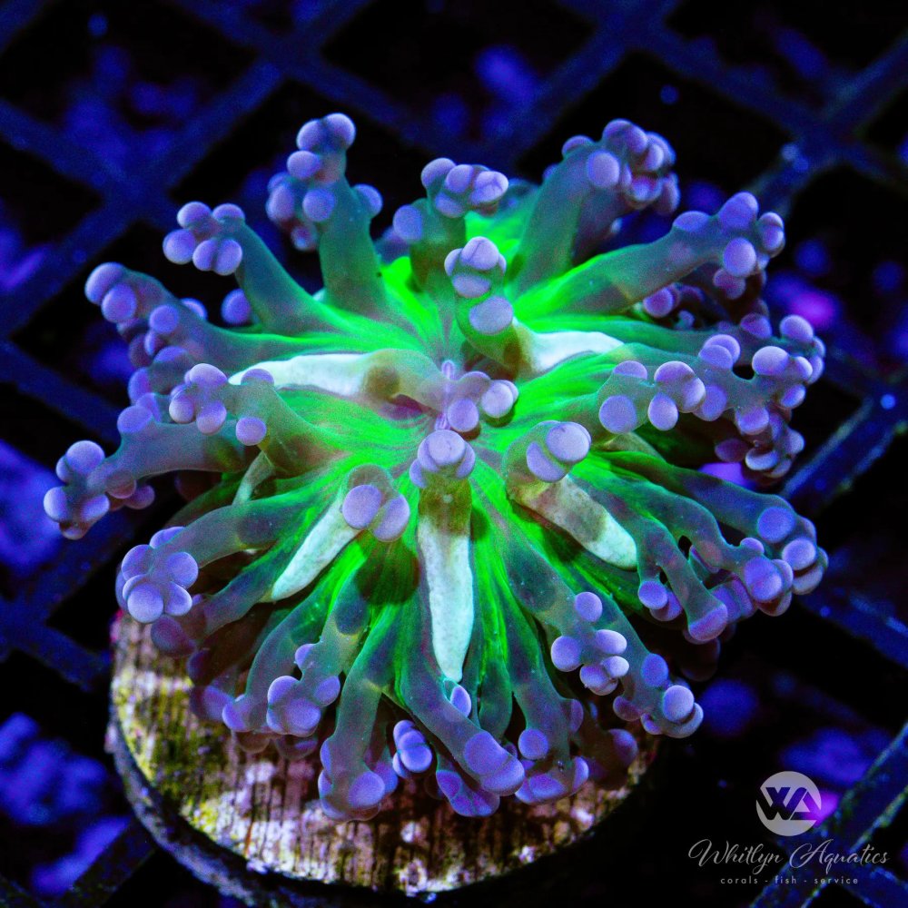 CoralAuction44_87cfc089-a28b-45ab-a3df-307b776d22ae.jpg CoralAuction44_87cfc089-a28b-45ab-a3df-307b776d22ae.jpg