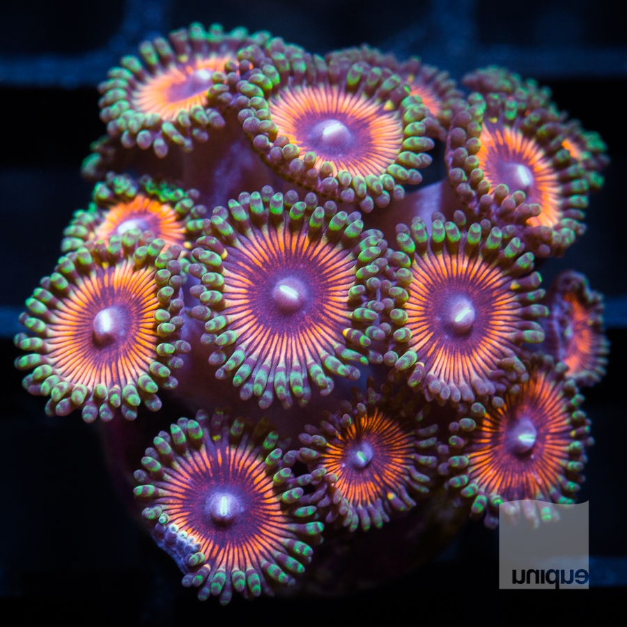 u zoas 88 62.jpg