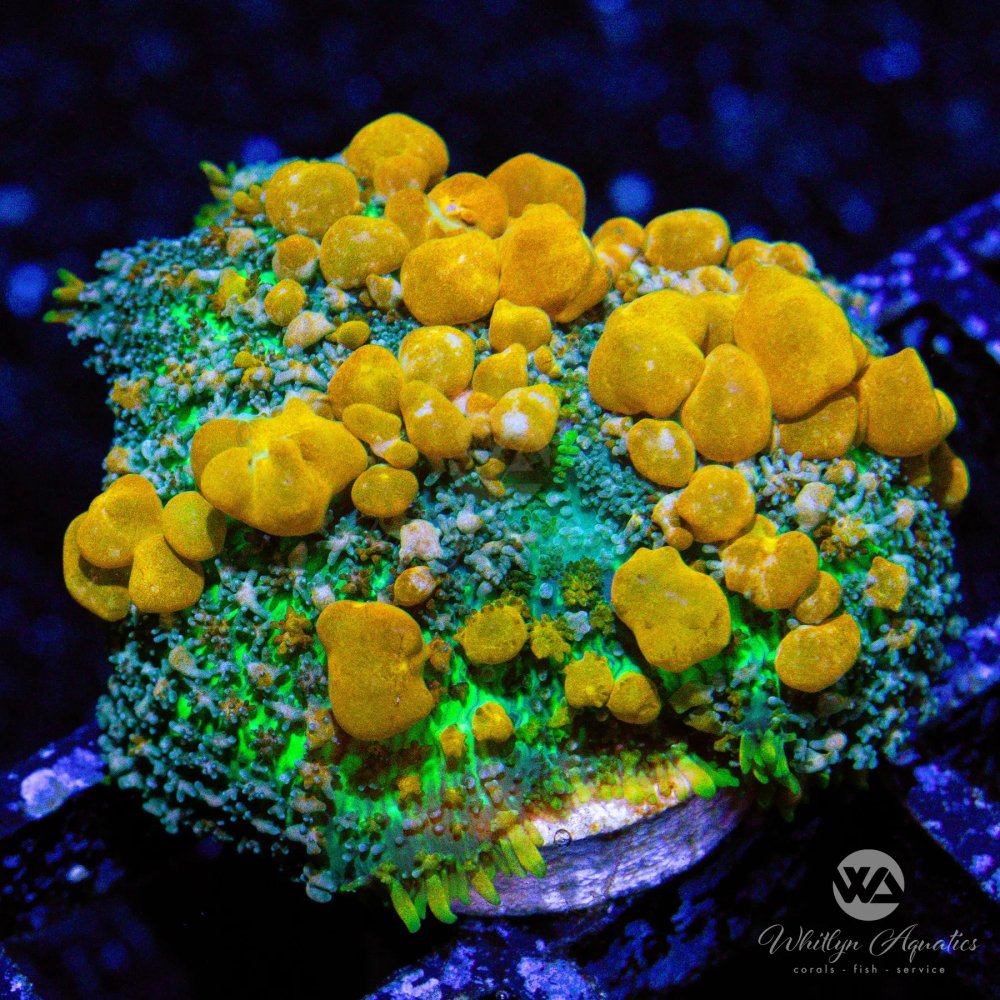 CoralAuction42_87472efb-15e0-4e76-8f69-dc2c605773bc.jpg