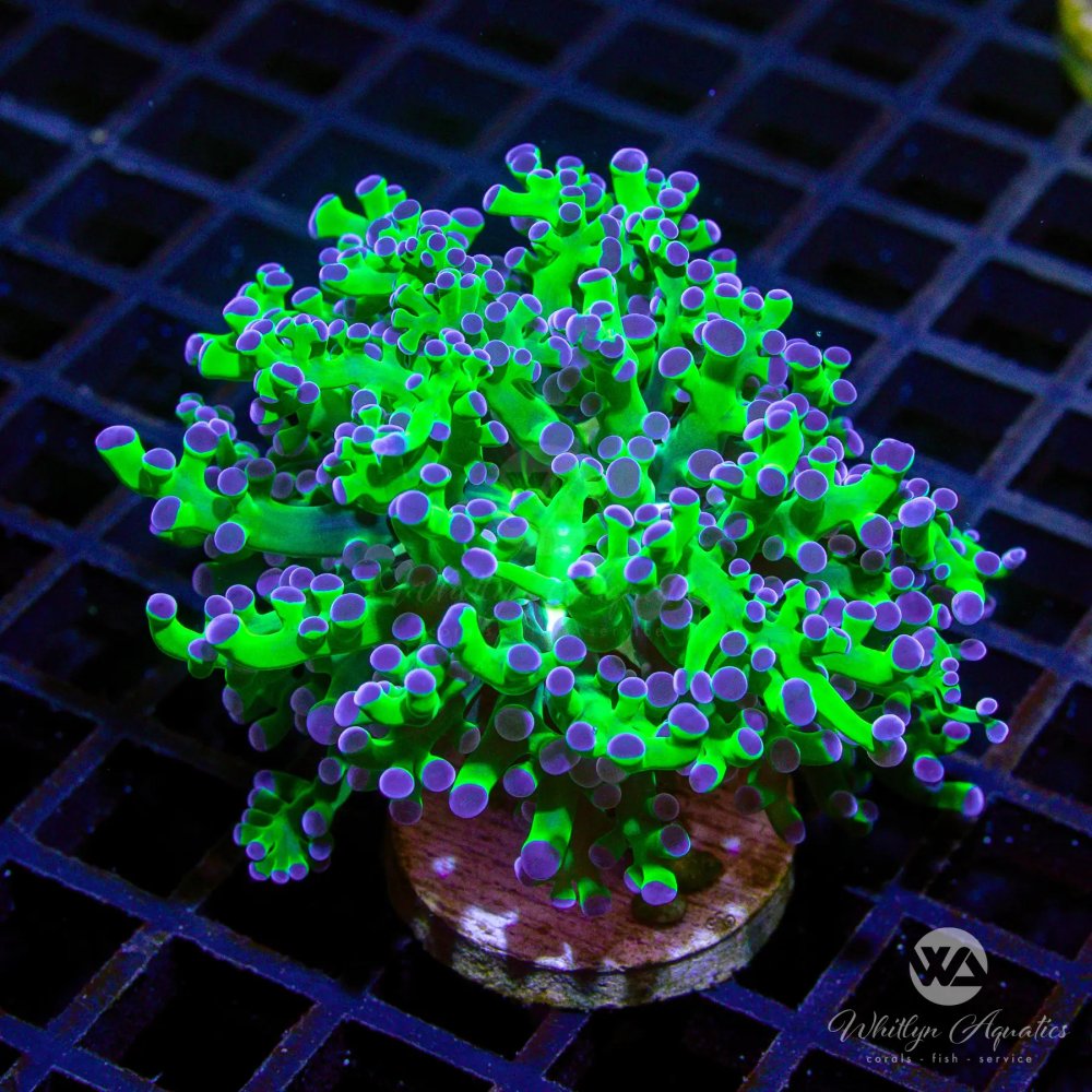 CoralAuction46_517c74d2-76b9-40f9-9df6-dfe1a6632a05.jpg