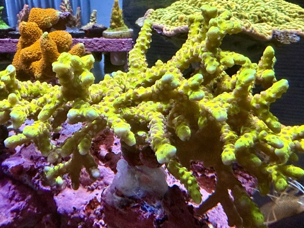 IMG_4355.jpeg