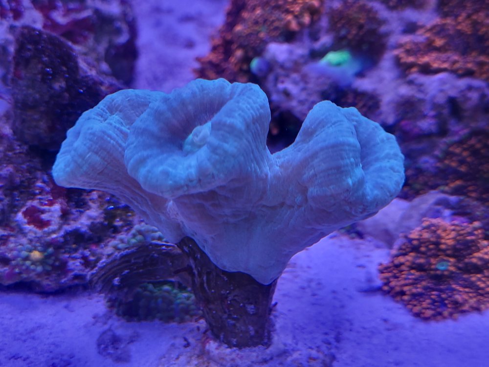 Teal candy cane.jpg